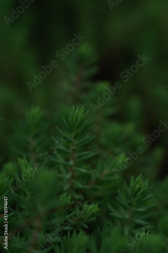 Small green pine grows in the garden