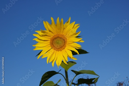 Beautiful yellow sunflower against dark blue sky with copy space