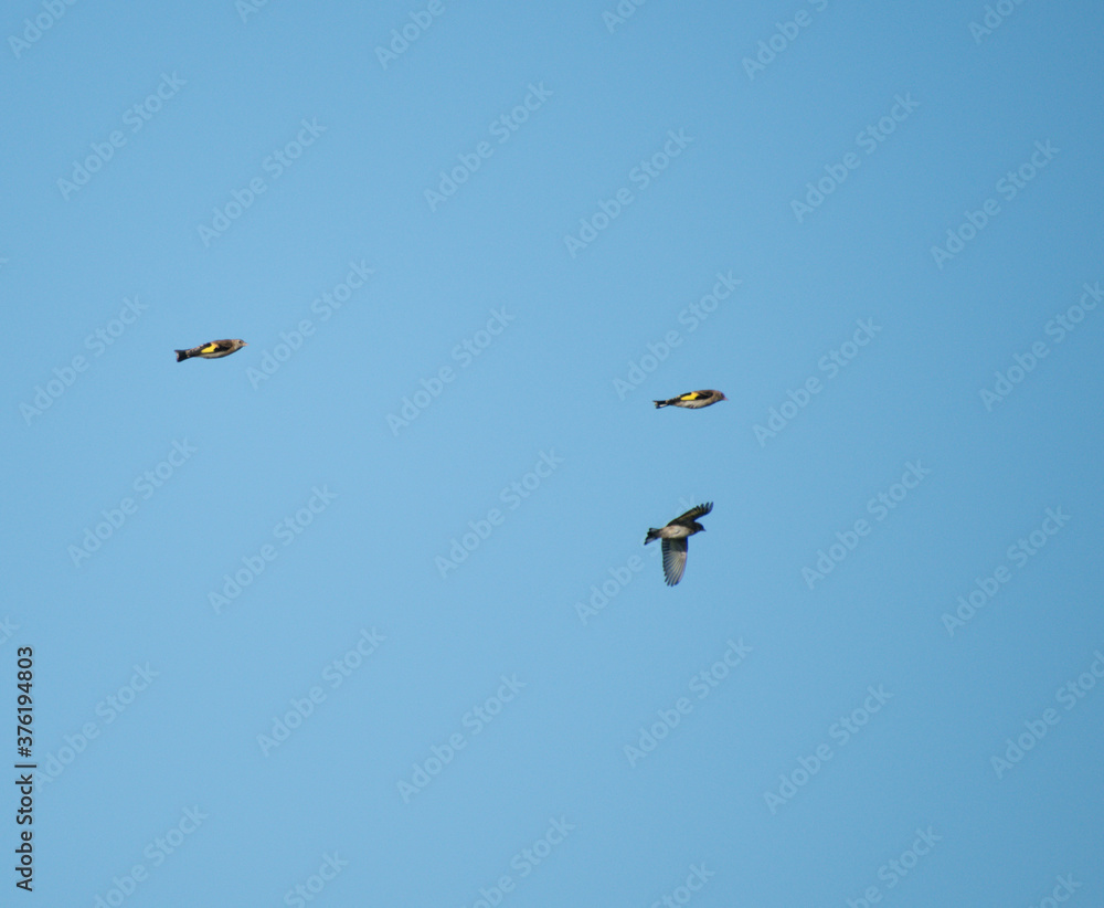 Three Goldfinches in flight on a clear sunny day