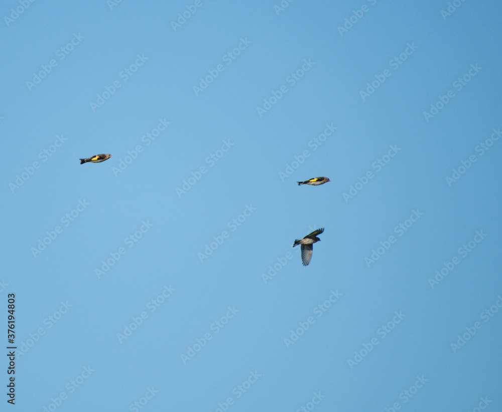 Three Goldfinches in flight on a clear sunny day Three Goldfinches in flight on a clear sunny day