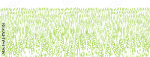Cereal field. Leaves and ears of wheat. Agriculture straw. Horizontal banner background. Green grass meadow. Contour vector line. Bread wrapper.