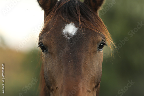 Horse gentle eyes