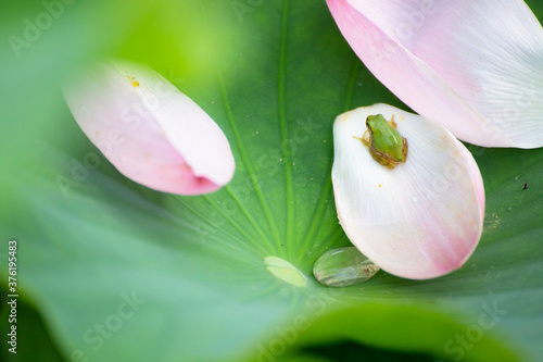 ハスの花びらとアマガエル