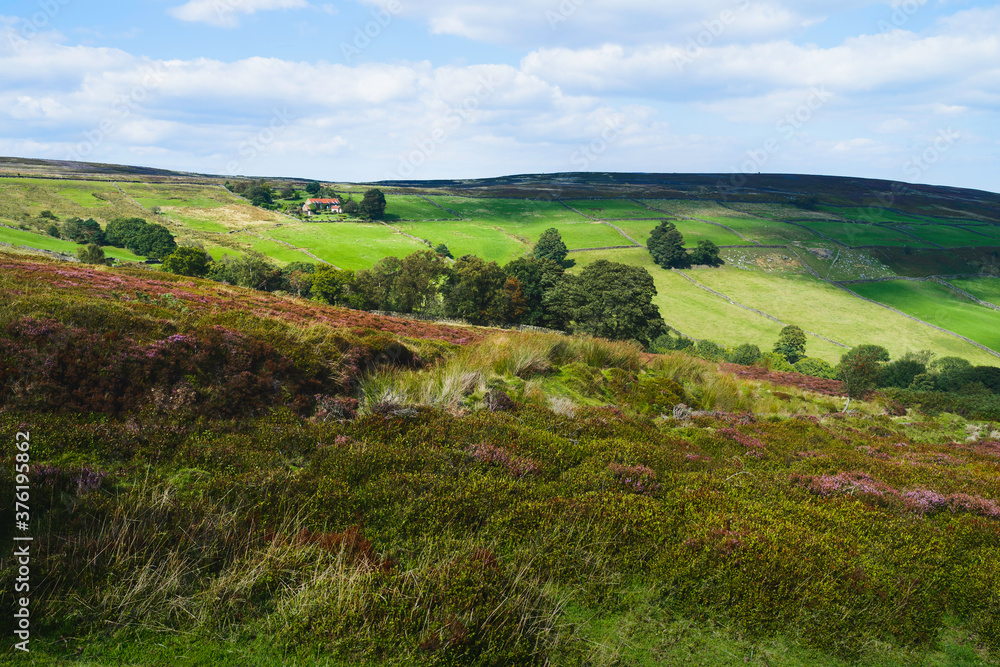 North York Moors with heather in bloom, fields, under blue sky. Glaisdale, UK. North York Moors with heather in bloom, fields, under blue sky. Glaisdale, UK.