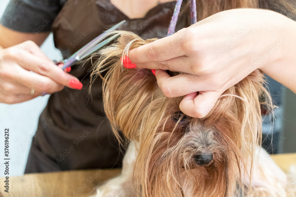 Grooming the yorkshire terrier in dog grooming salon. Grooming the yorkshire terrier in dog grooming salon.