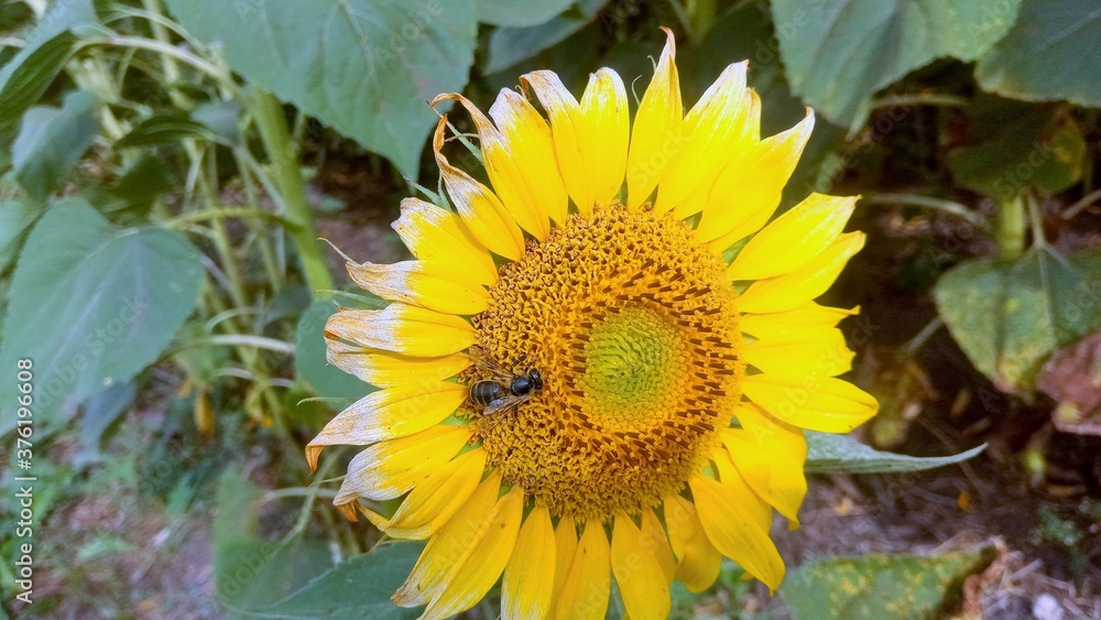 Obraz premium sunflower and bee