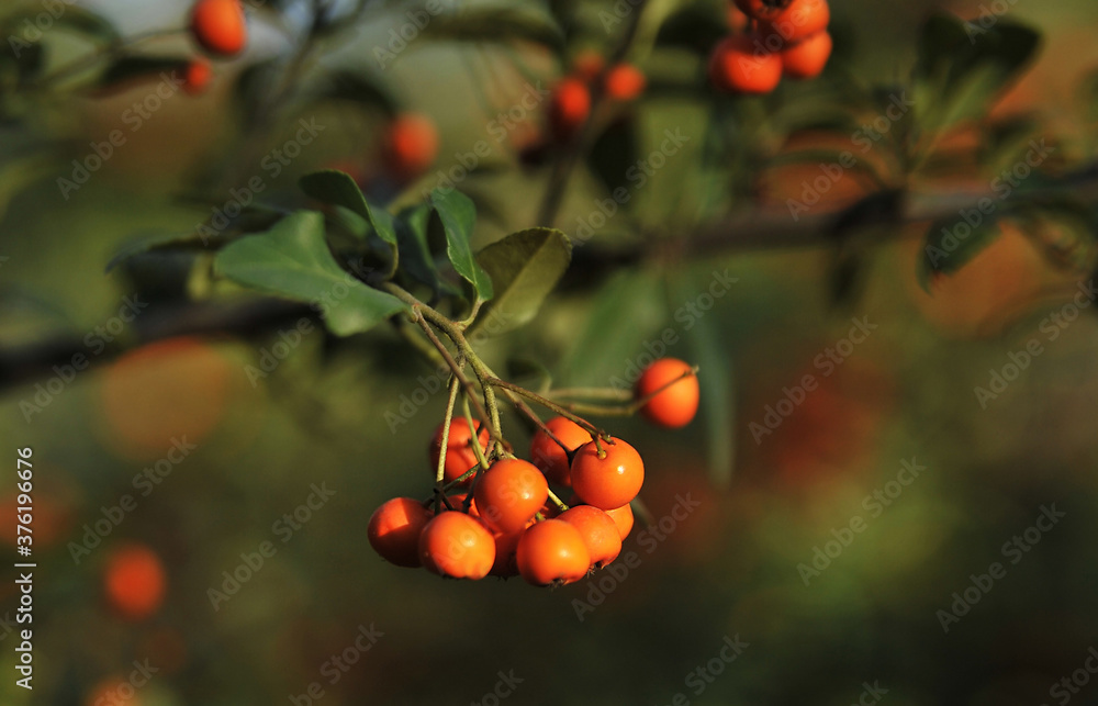 Ripe rowanberry on autumn background.