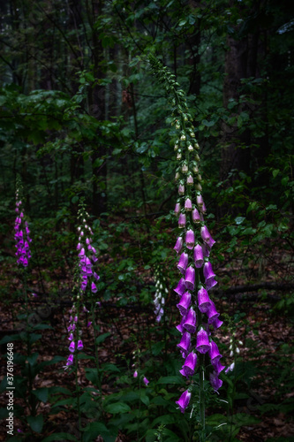 Glowing in the forest - Ein Leuchten im Wald