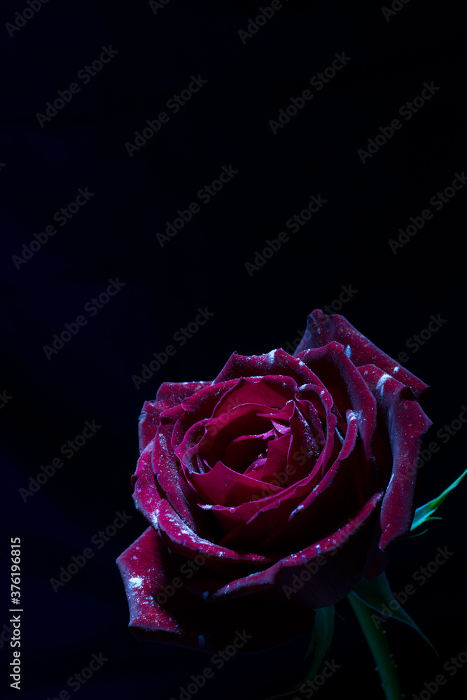 Fototapeta premium 花flower