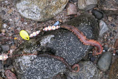 Wattwurm , Seeringelwurm, Vorfach Naturköder Angeln,  Brandungsangeln  photo