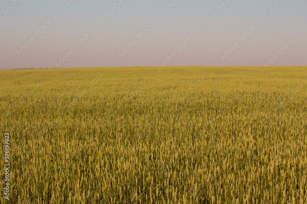 Agriculture. Grain field against the sunset sky. 