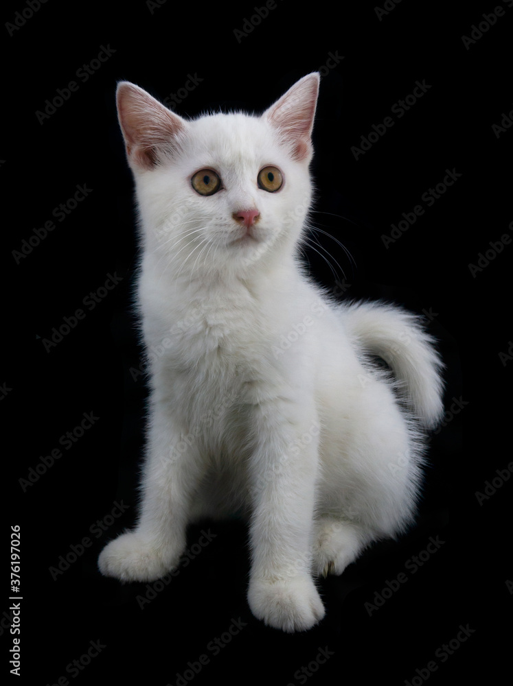 Adorable small white kitten isolated on black