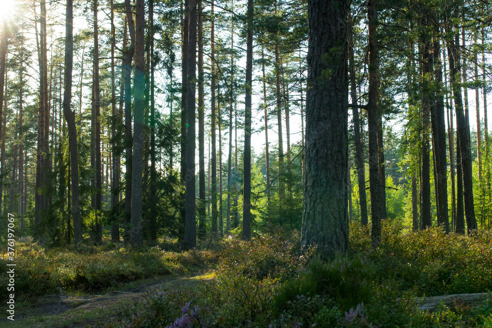 forest in the morning forest in the morning