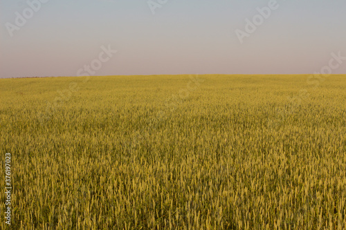 Agriculture. Grain field against the sunset sky. 