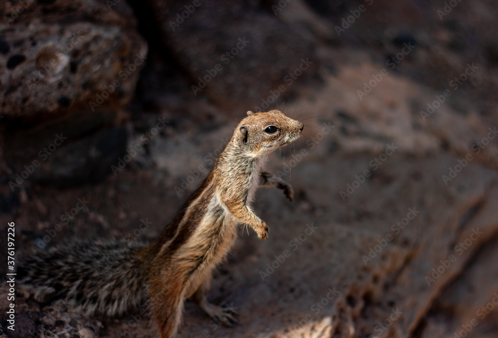 Nordafrikanisches Borstenhörnchen, Ajuy, Fuerteventura, Spanien Nordafrikanisches Borstenhörnchen, Ajuy, Fuerteventura, Spanien