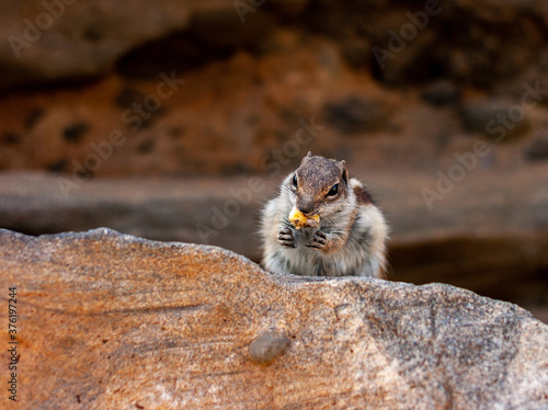 Nordafrikanisches Borstenhörnchen, Ajuy, Fuerteventura, Spanien photo