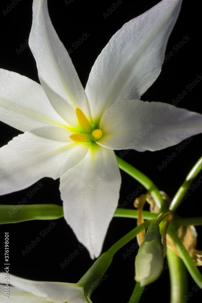 Fototapeta premium 花flower