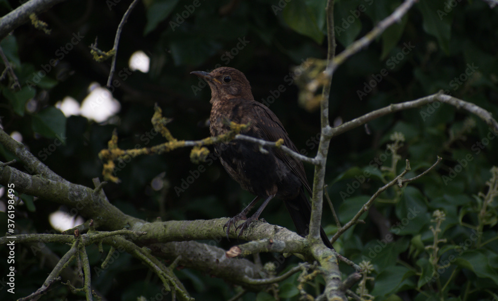 Fledgling blackbird in a tree, with a background of twigs and leaves. Fledgling blackbird in a tree, with a background of twigs and leaves.