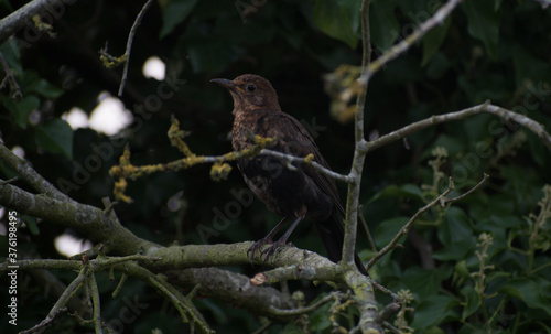 Fledgling blackbird in a tree, with a background of twigs and leaves. 
