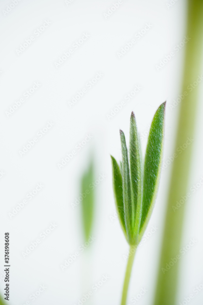 Fototapeta premium 花flower