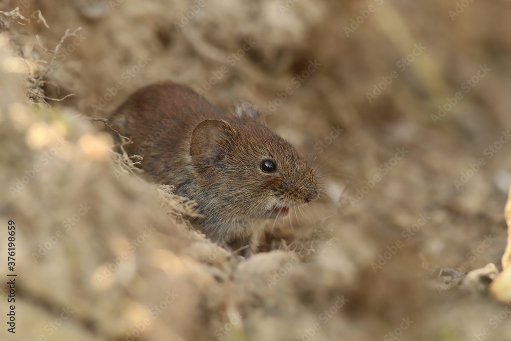 bank vole sitting on the ground. Myodes glareolus. bank vole sitting on the ground. Myodes glareolus.