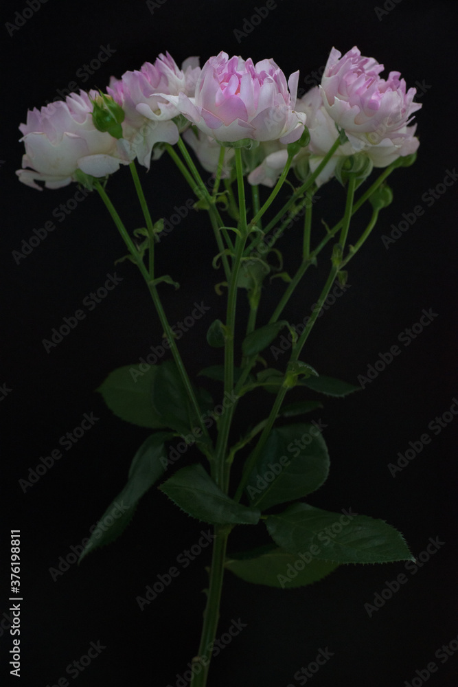 花flower 花flower