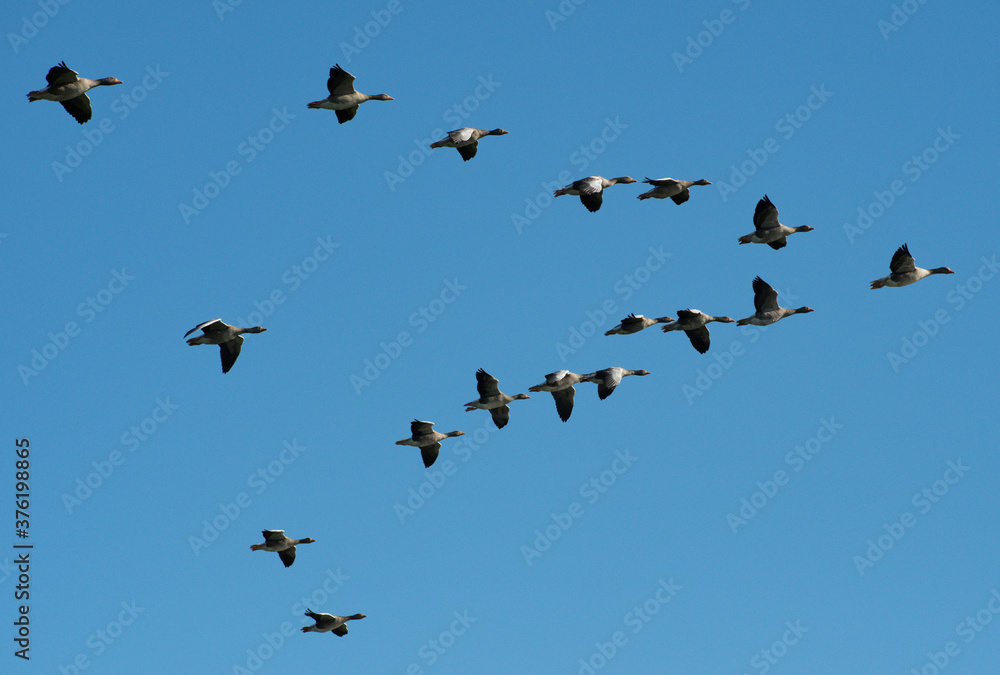 A gaggle of Greylag Geese flying in a classic v shape  formation