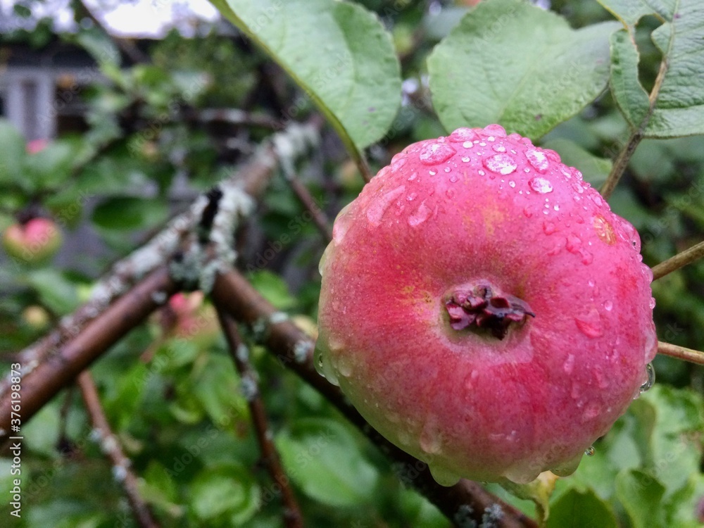 An apple on a branch. Moscow region, Russia. An apple on a branch. Moscow region, Russia.