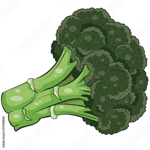 green broccoli cabbage, isolated object, vector illustration, cartoon illustration,