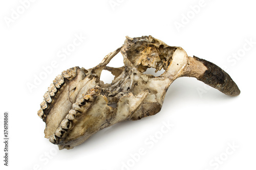 Animal skull isolated on white background, cow skull.