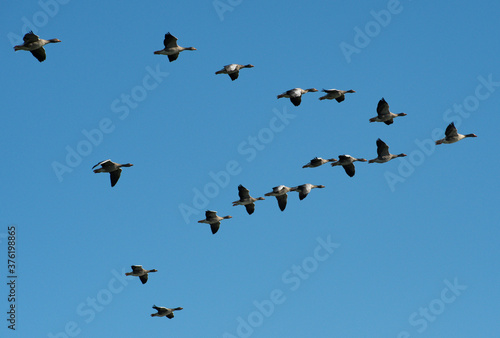 Tablou canvas A gaggle of Greylag Geese flying in a classic v shape  formation