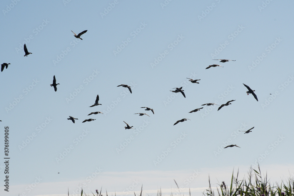 Greylag Geese in flight, preparing to land in a local nature reserve 