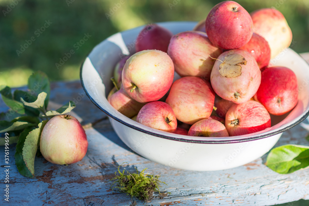 Harvest of the fresh dewy apples in the white bowl on the bench in the garden in early morning, agriculture and food concept Harvest of the fresh dewy apples in the white bowl on the bench in the garden in early morning, agriculture and food concept