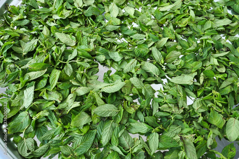 drying mint, sun drying fresh mint, making mint dry, drying organic mint, drying mint, sun drying fresh mint, making mint dry, drying organic mint,