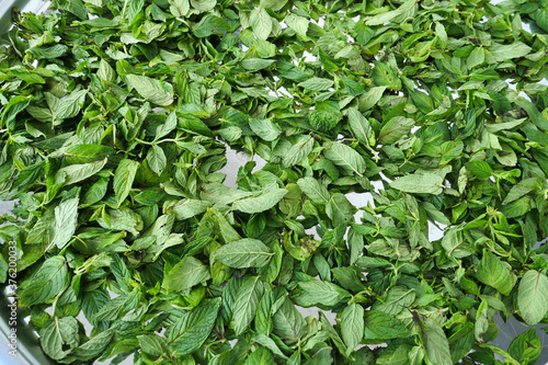 drying mint, sun drying fresh mint, making mint dry, drying organic mint,