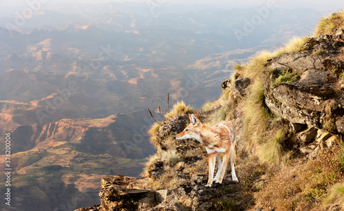 Rare and endangered Ethiopian wolf standing in the highlands of Bale mountains photo