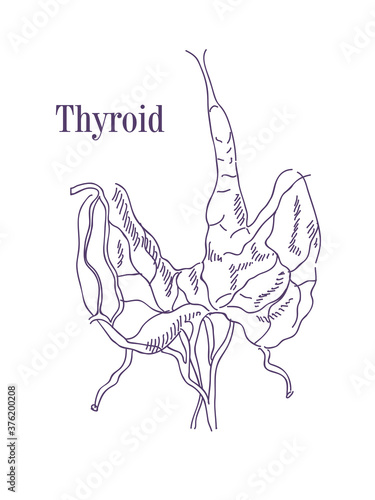 Vector illustration of the thyroid. Icon of the anatomy of the human body organs. Medical concept on an isolated background

