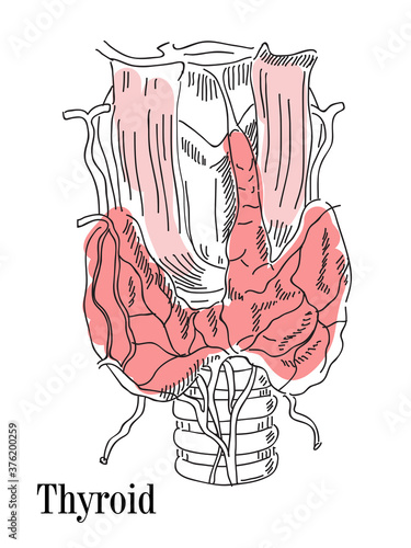 Vector illustration of the thyroid and trachea. Icon of the anatomy of the human body organs. Medical concept on an isolated background
