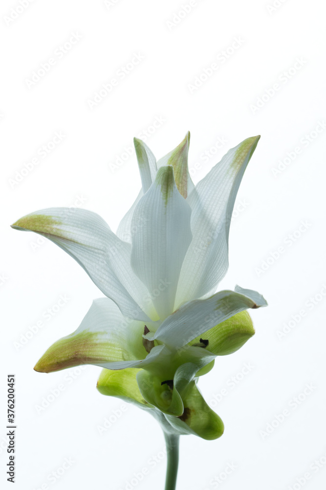 Obraz premium 花flower