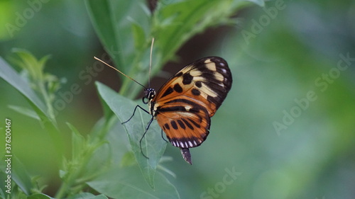 Schöner Schmetterling in der Natur