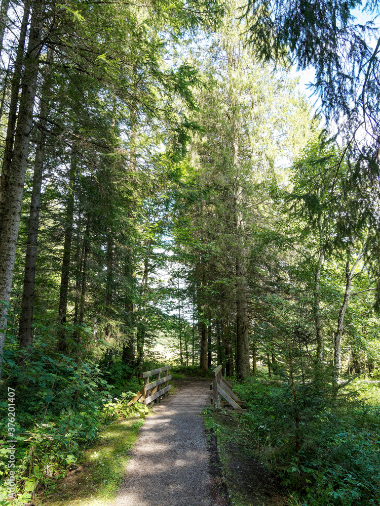 Obraz premium Bayerische Landschaft. Enterrottach zum Suttensee. Wunderbarer Spaziergang um den Wald am Seeufer, entlang eines Weges im Schatten hoher Kiefern und kleine Holzbrücken überqueren