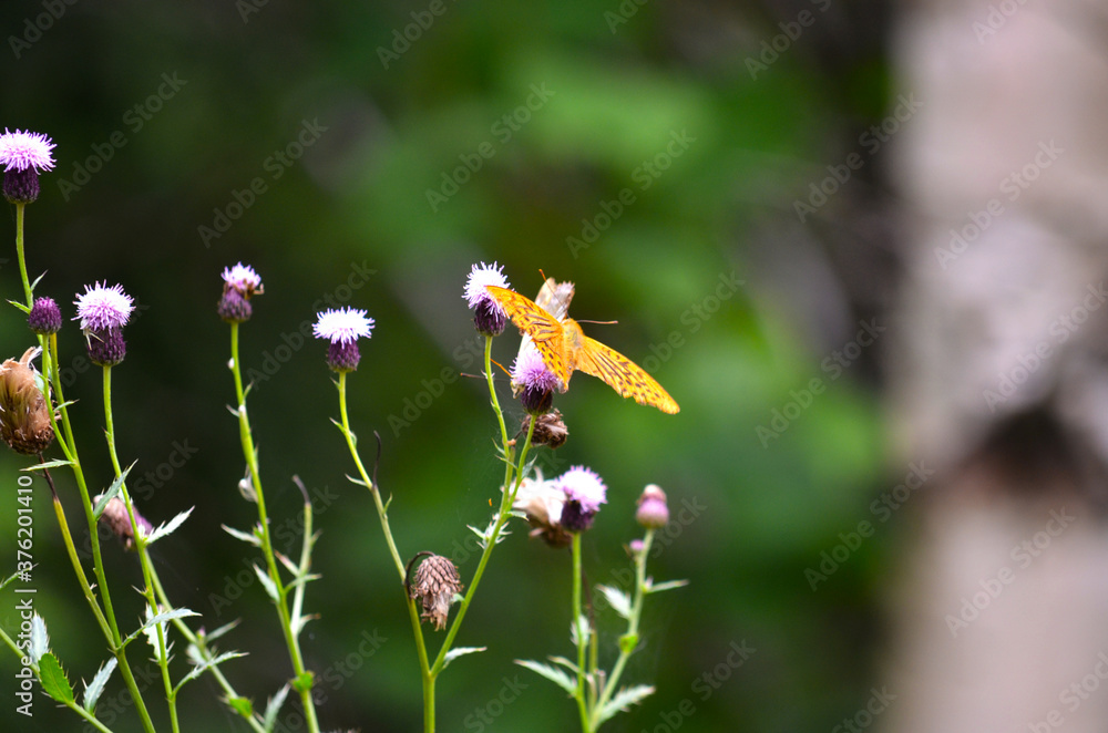 Detail of orange butterfly - fritillary - sitting on a violet flower on a green forest background
