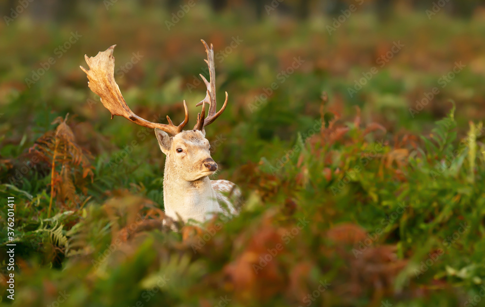 Naklejka premium Fallow deer stag standing in a field of ferns