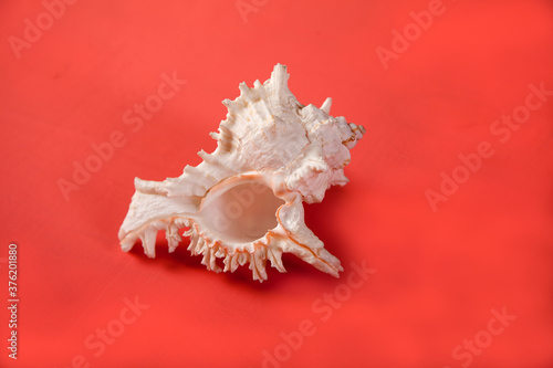The sea shell lies on a pink background.