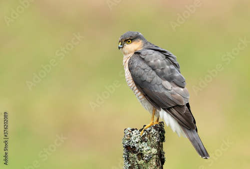 Eurasian Sparrowhawk perched on a post