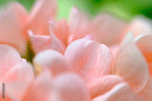 close up of pink rose petals