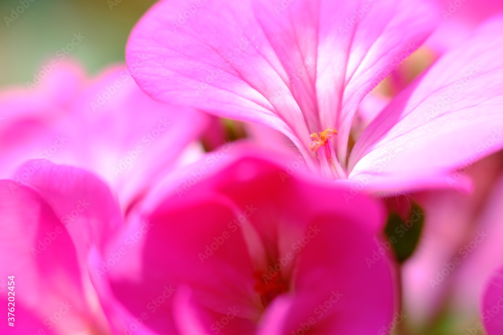 blurry close up pink flower wallpaper background macro flower