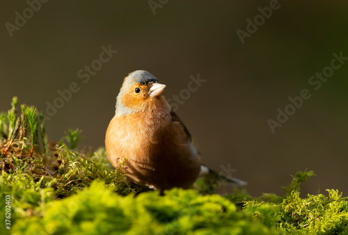 Close-up of a male Common Chaffinch perched on a mossy tree