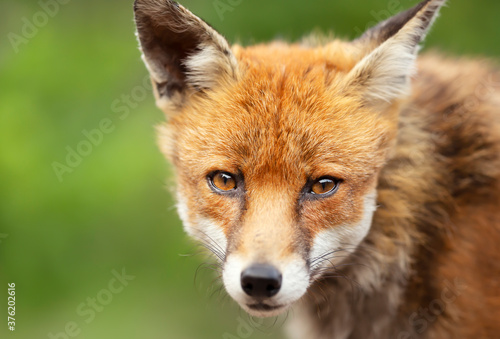 Portrait of a red fox against green background