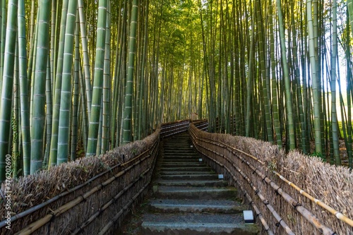 Fototapeta Naklejka Na Ścianę i Meble -  Bamboo Forest pathway in Adashino Temple, Kyoto. 